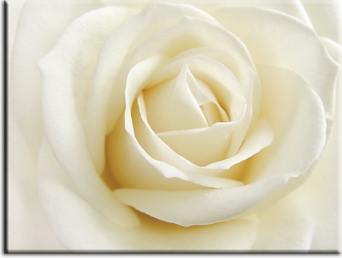Modernes Blumenbild - Weisse Rose